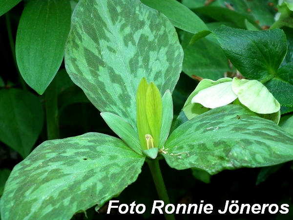 trillium 